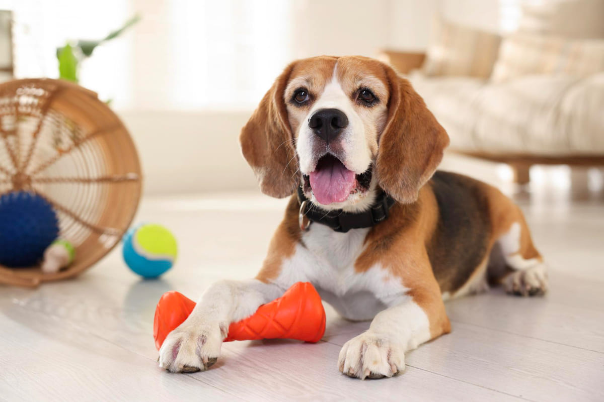 oturan ve patisinin altında kırmızı oyuncak tutan Beagle cinsi köpek