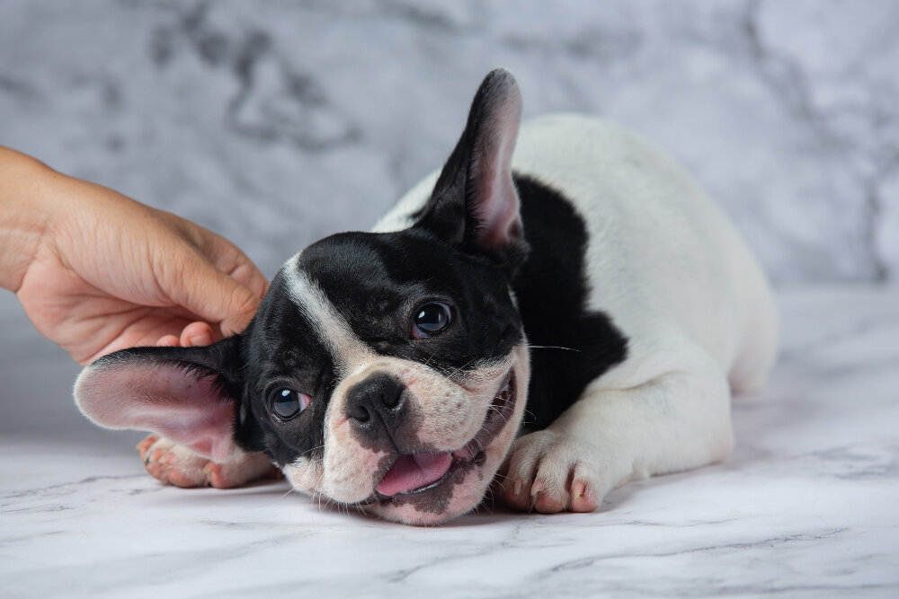 French bulldog cinsi köpeğin kulağı tutuluyor