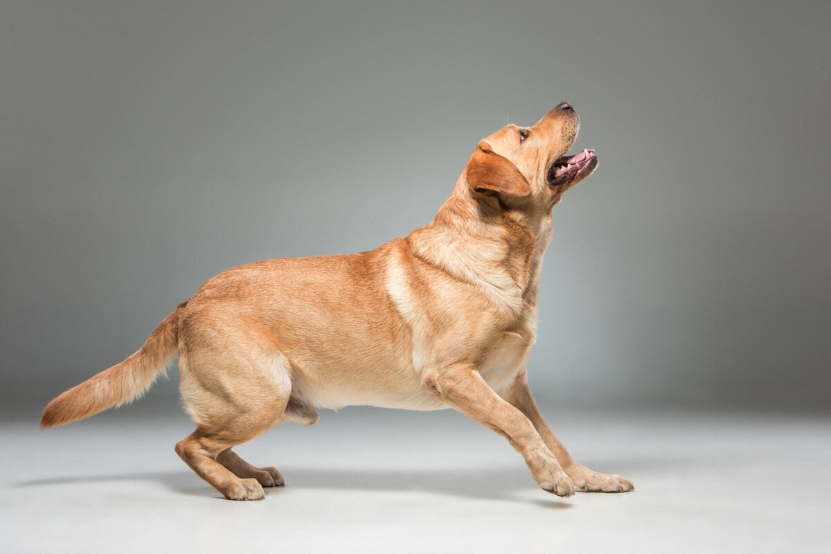 heyecanlı oyun isteyen labrador Retriever