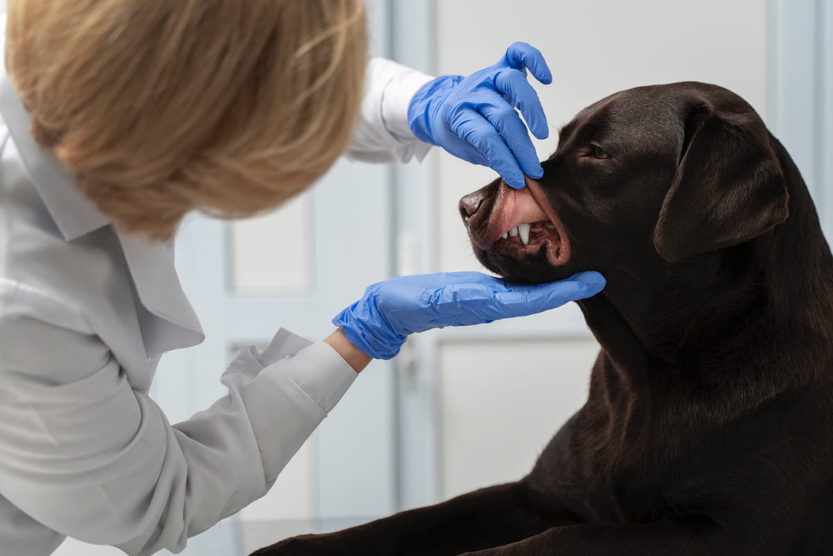 veteriner hekim tarafından dişleri kontrol edilen köpek