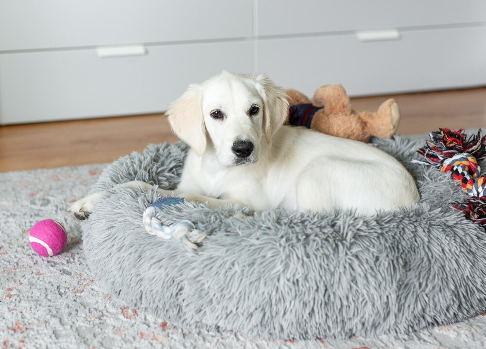 yatağına uzanan beyaz tüylü köpek