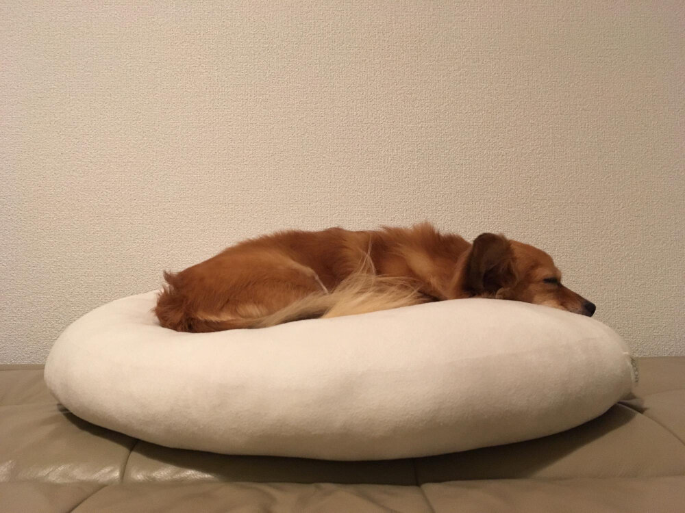 yuvarlak yatağında uyuyan köpek