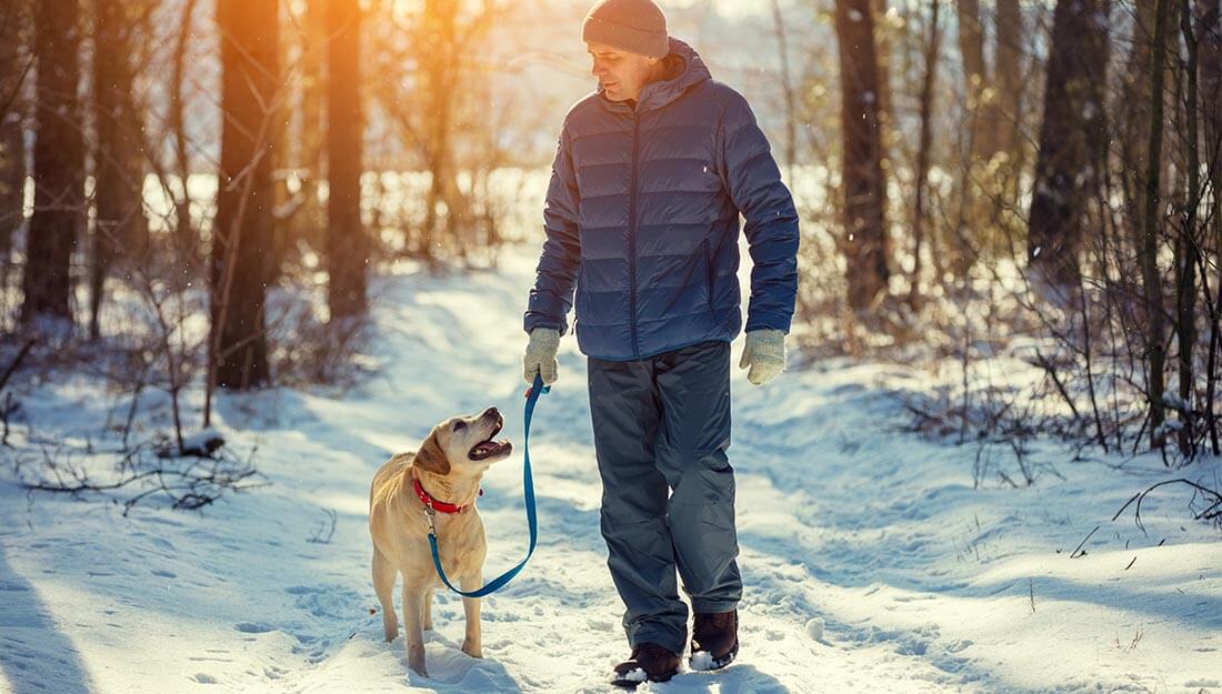 adamla karlı havada yürüyen köpek
