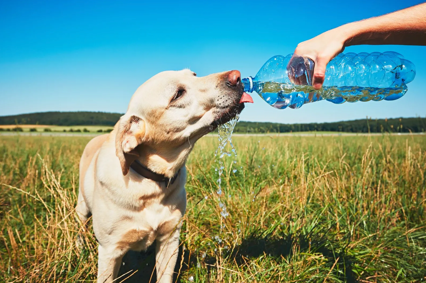 pet şişeden su içen köpek