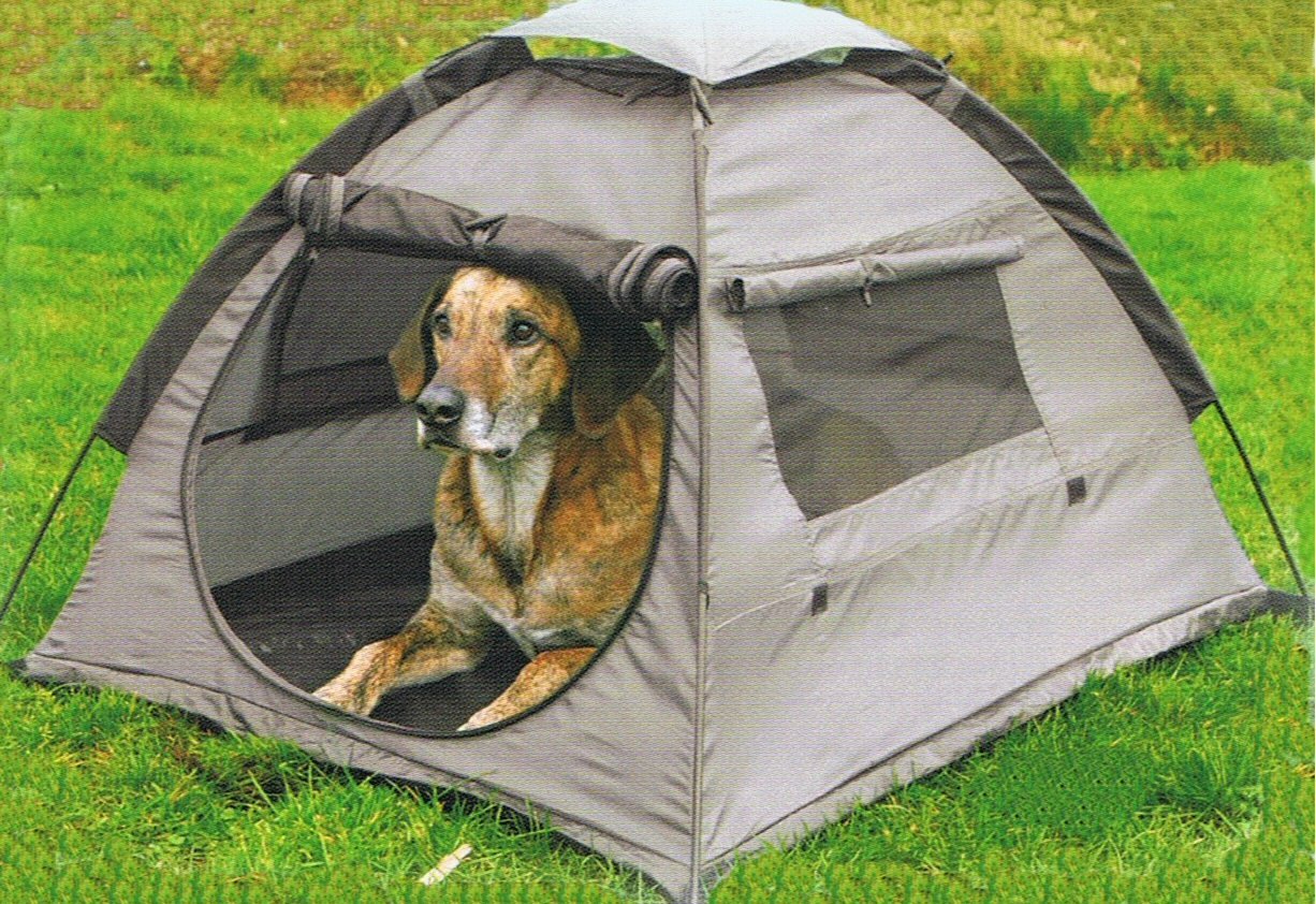 çadırın içinde oturan büyük ırk köpek
