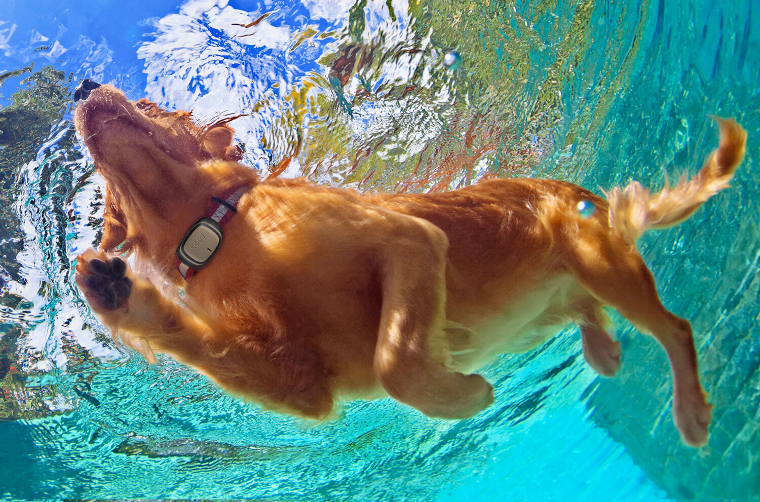 yüzen köpeğin alttan çekilmiş fotoğrafı