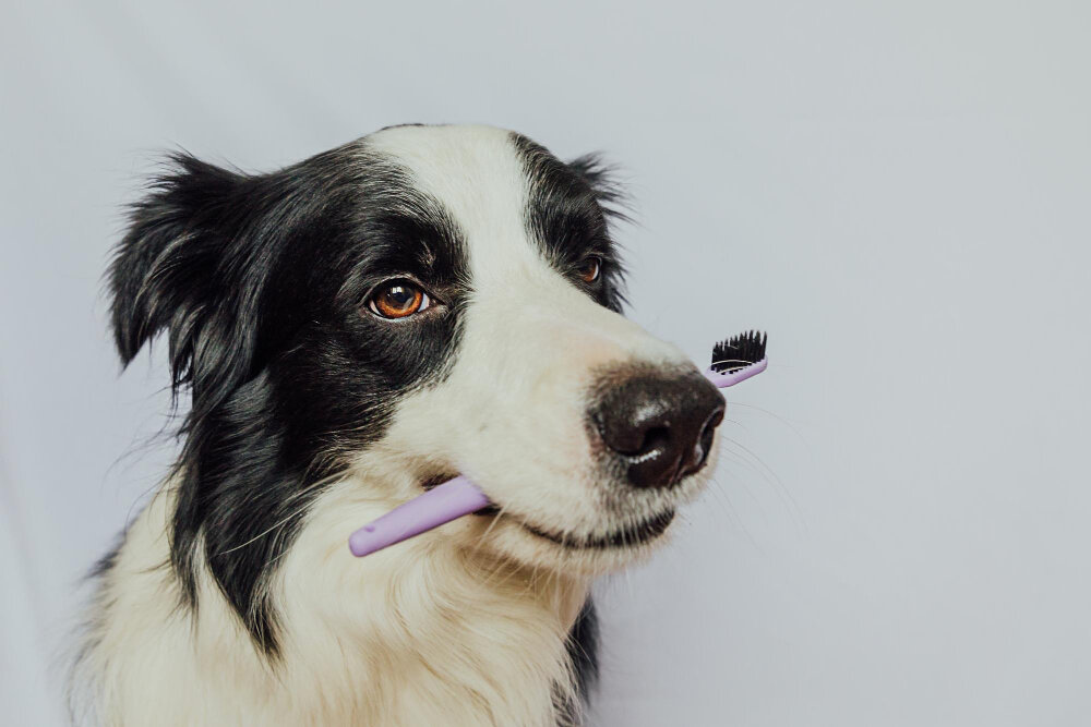 diş fırçası tutan köpek
