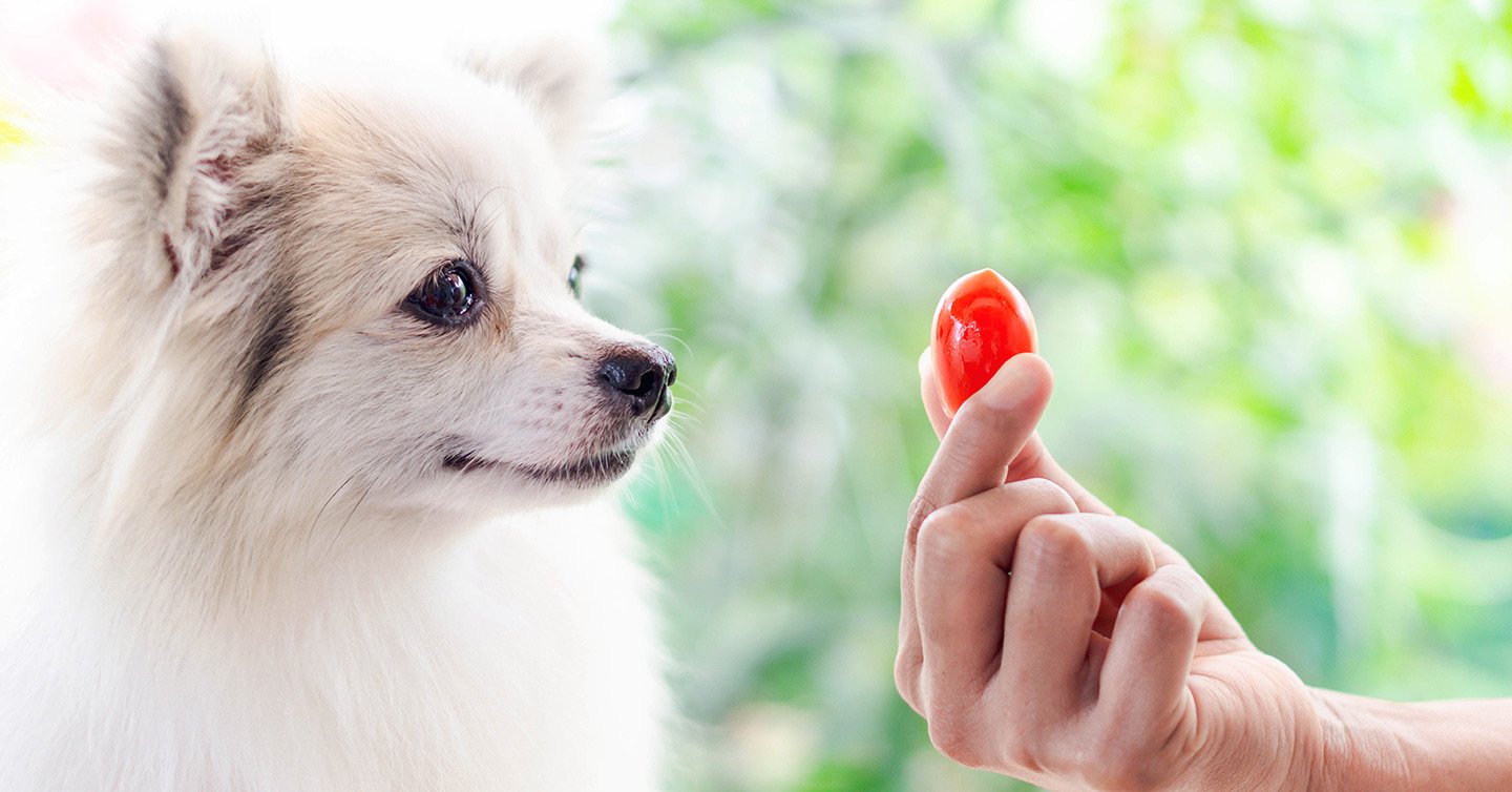 dog looking at tomato given by owner