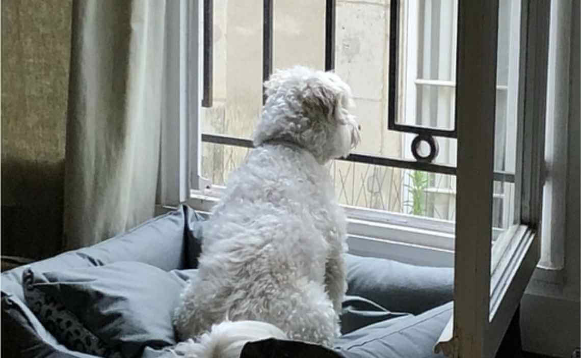 camdan dışarı bakan beyaz kıvırcık tüylü köpek