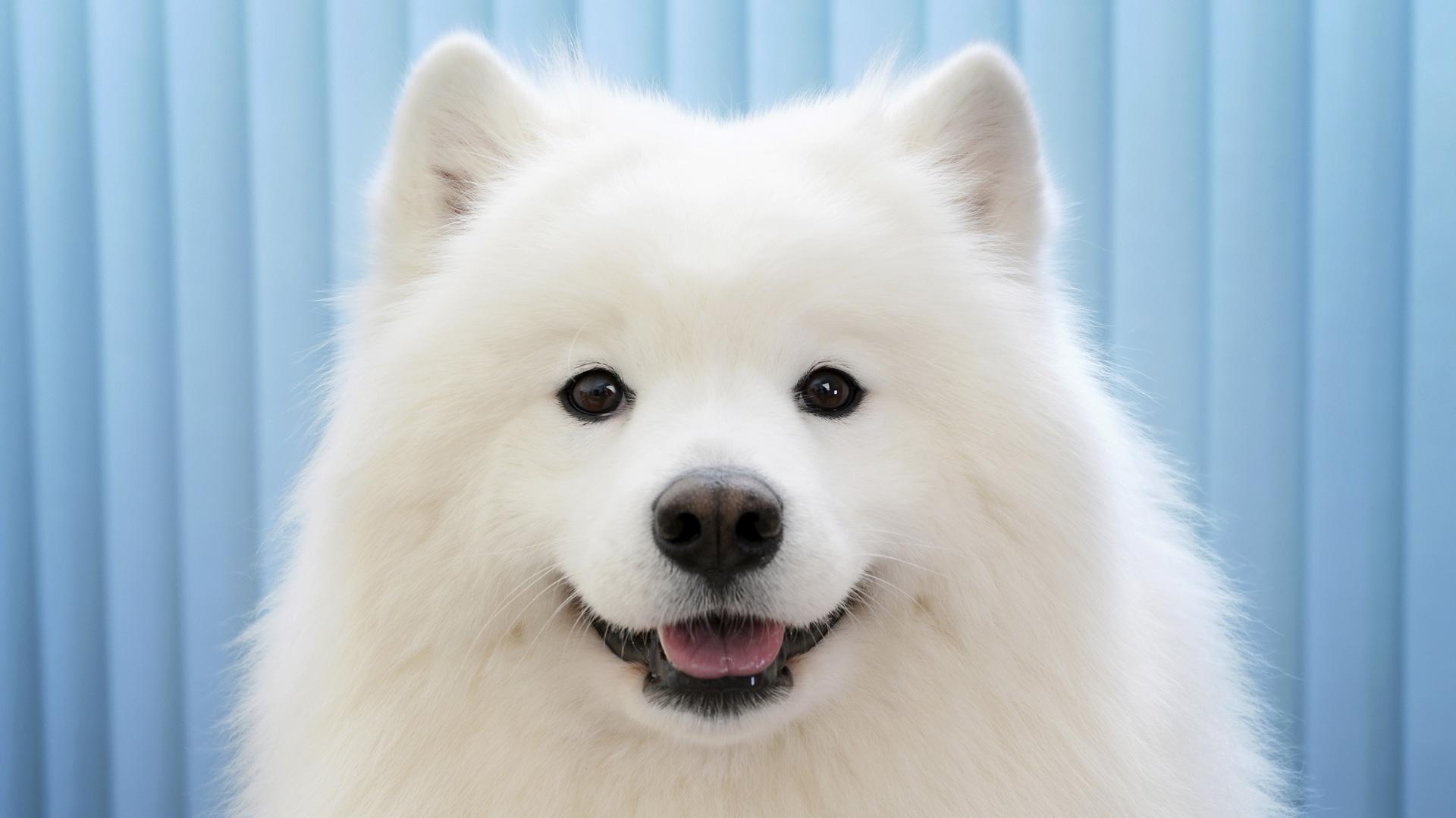 gülümser yüz ifadesine sahip beyaz köpek
