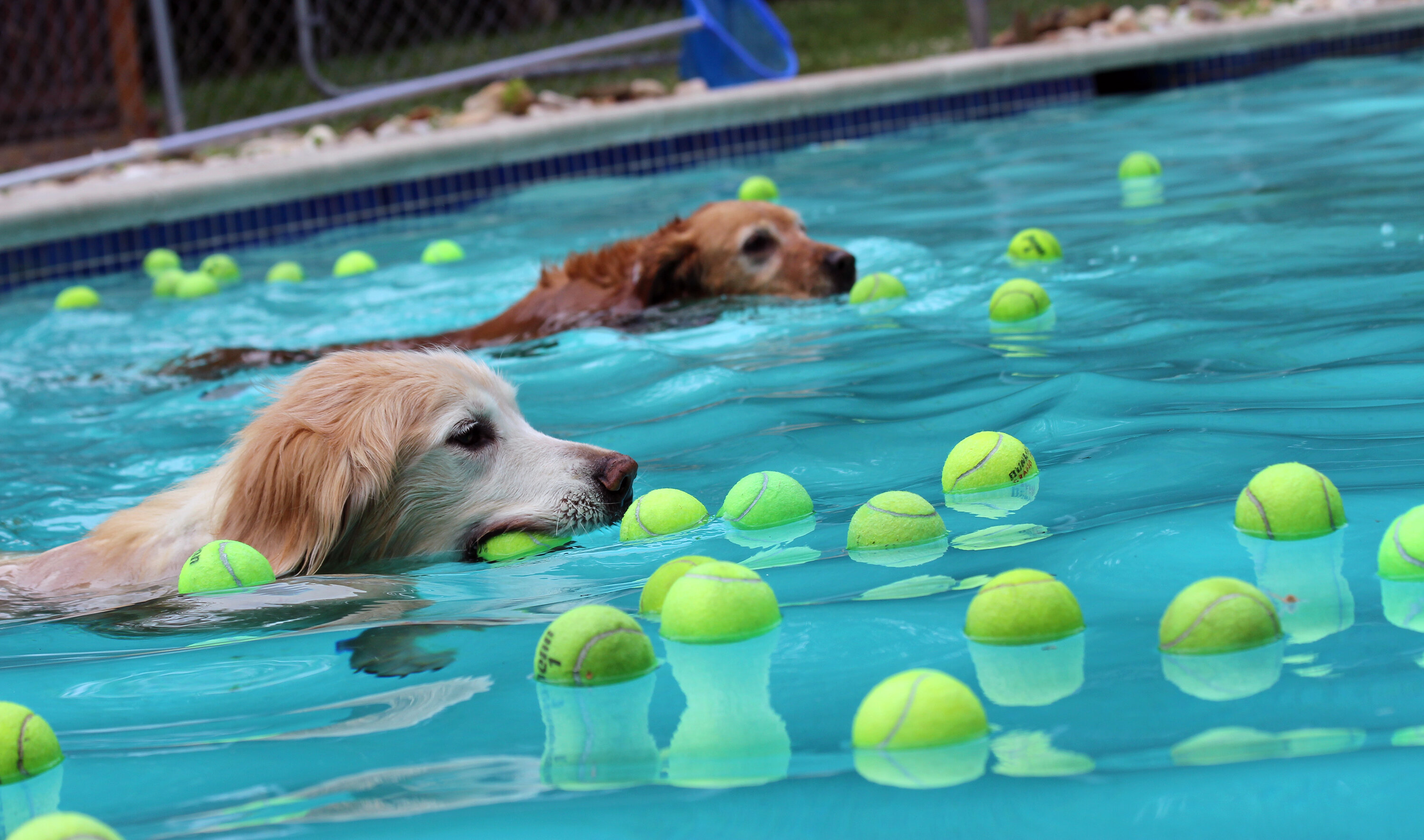 havuzda yüzen köpekler