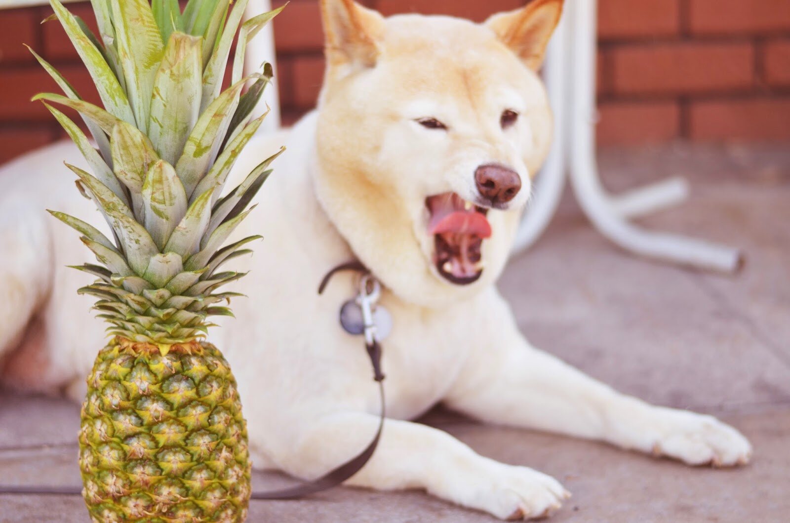 ananasın arkasında oturan esneyen köpek