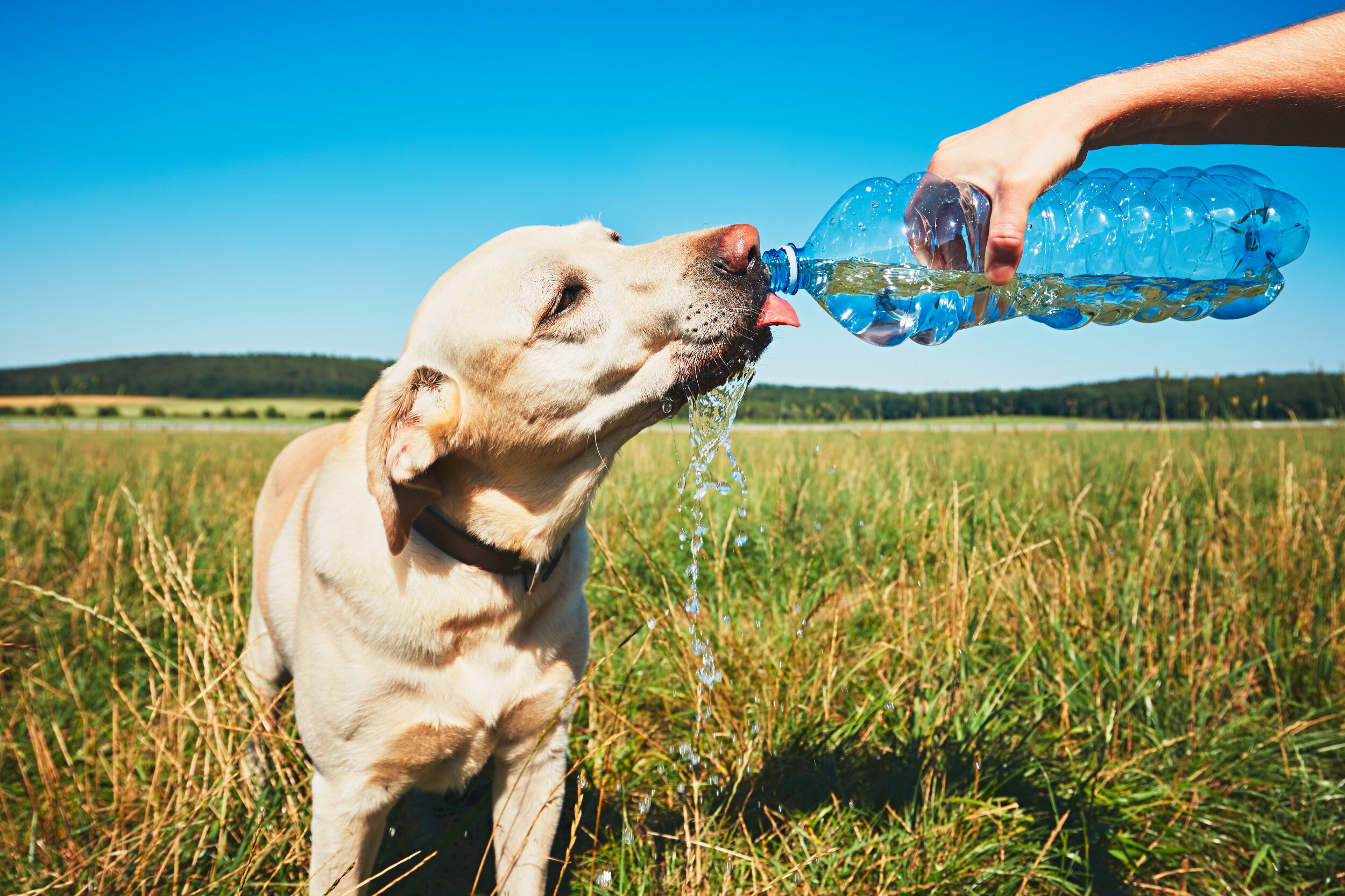 şişeden su içen köpek