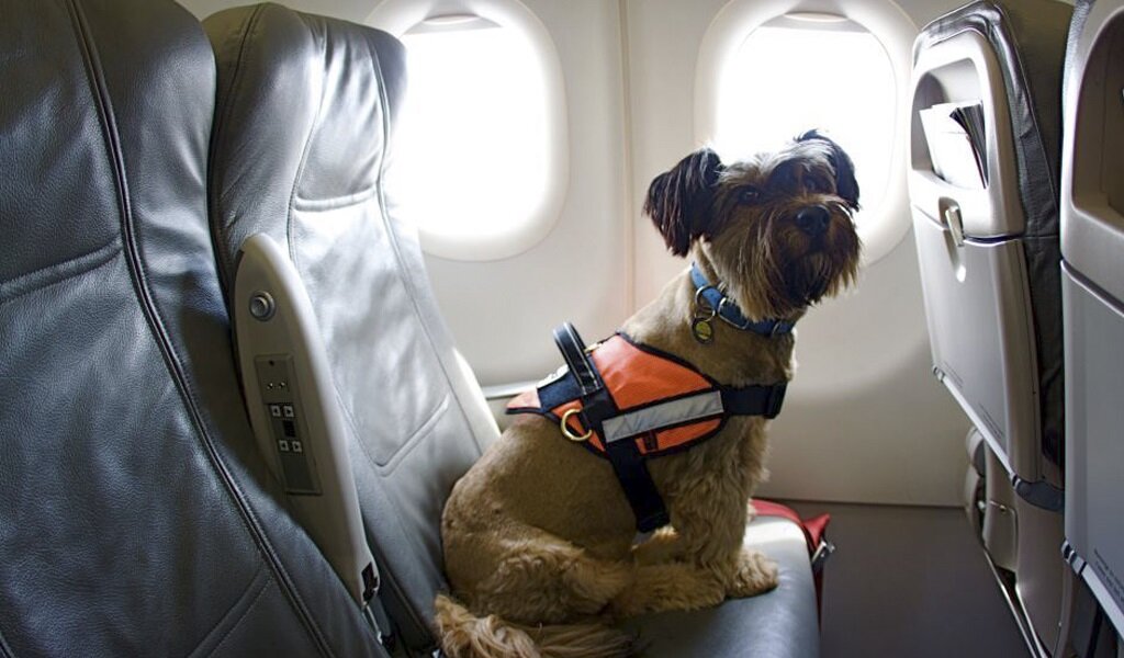 uçak koltuğunda oturan göğüs tasmalı küçük ırk köpek