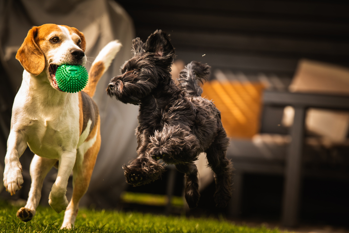 oyun oynayan sağlıklı ve mutlu köpekler