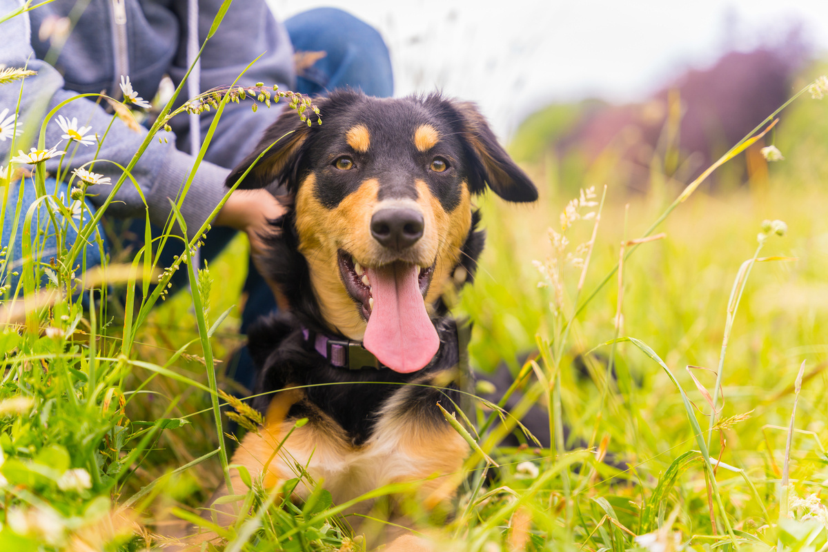 dışarıda sahibiyle keyifli zaman geçiren köpek