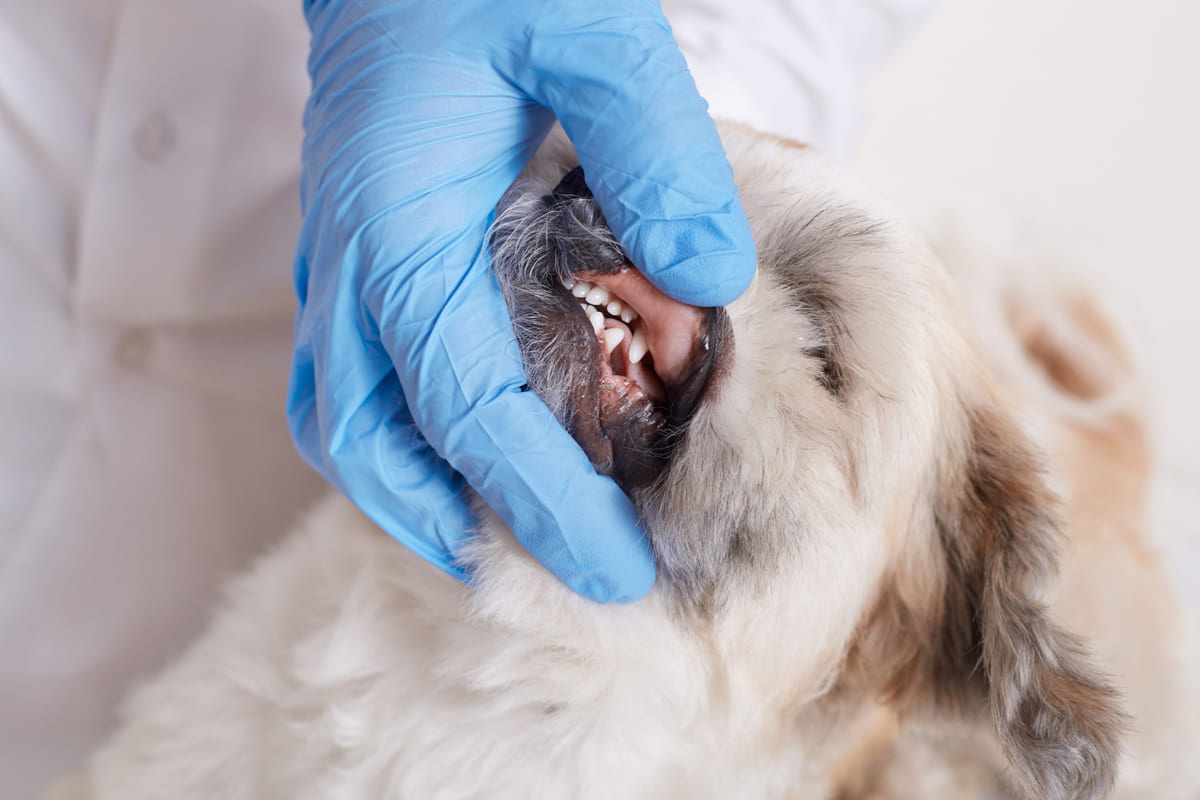 veteriner köpeğin dişlerini inceliyor