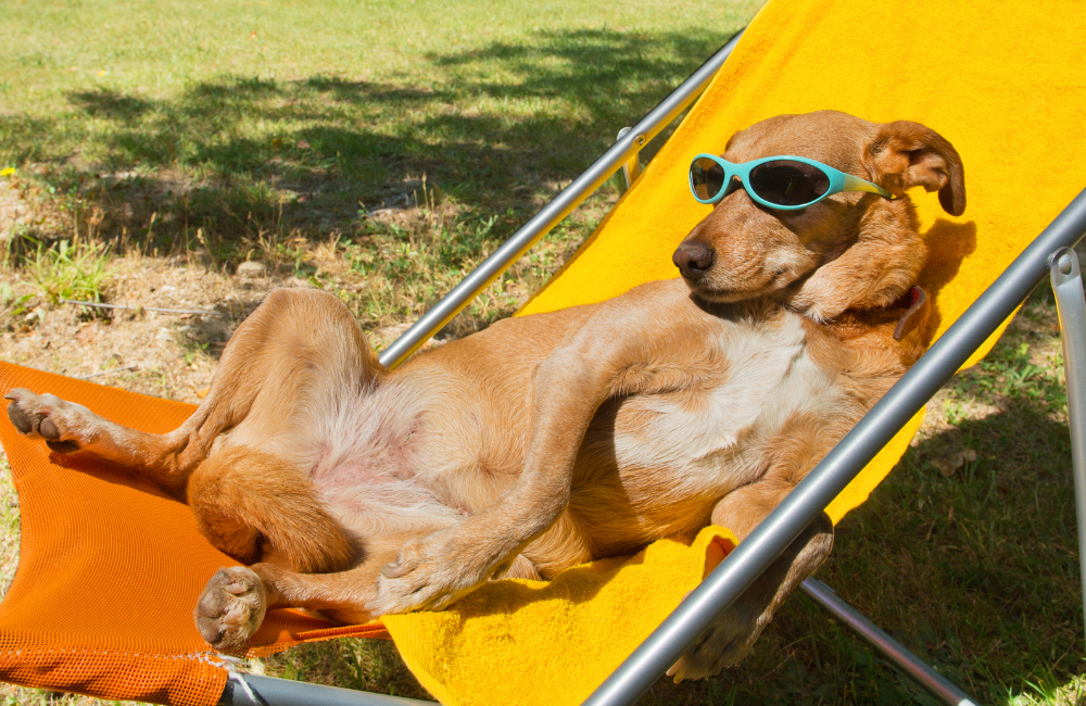şezlongda güneşlenen köpek