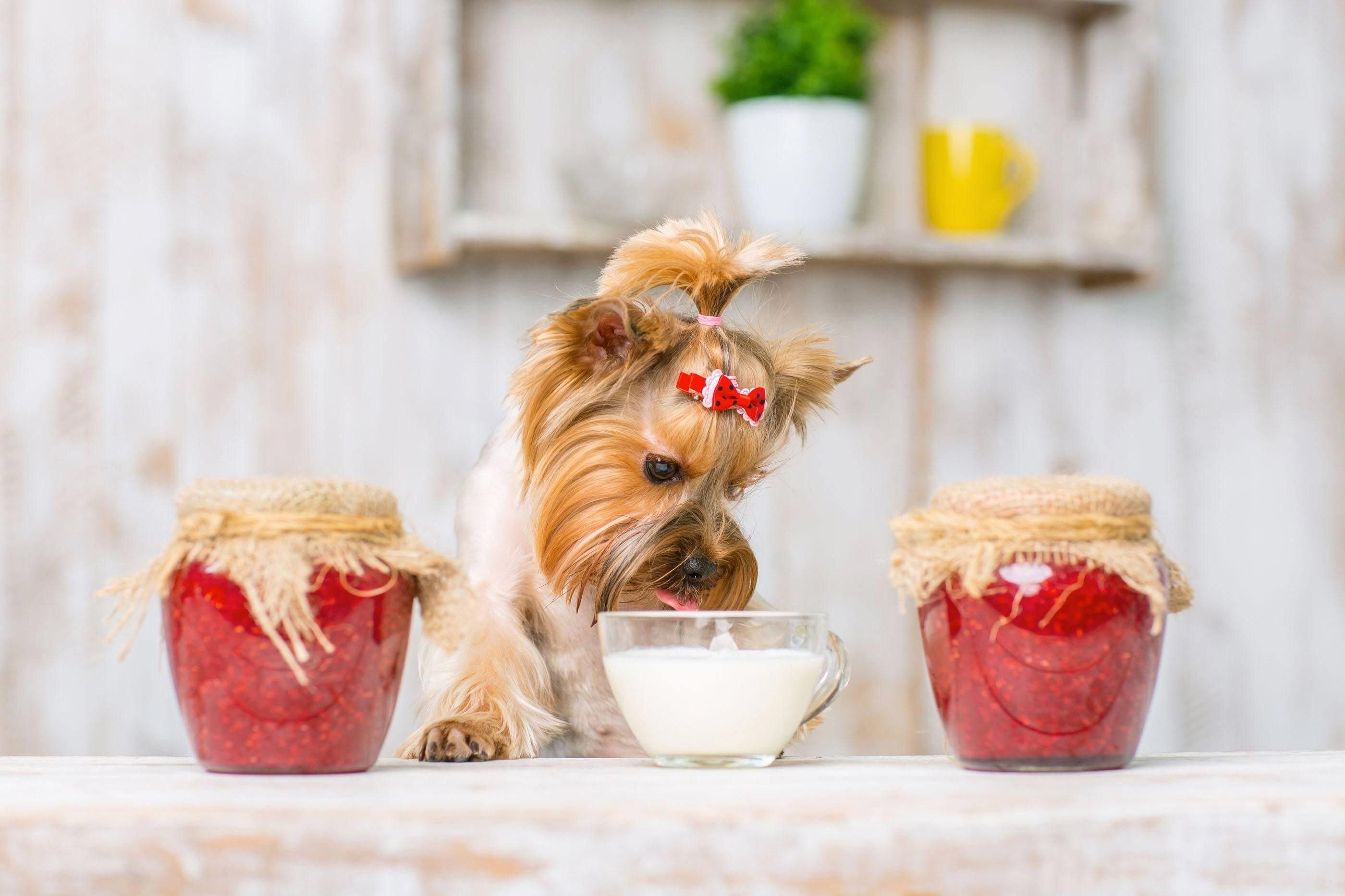 yoğurt yiyen küçük ırk köpek