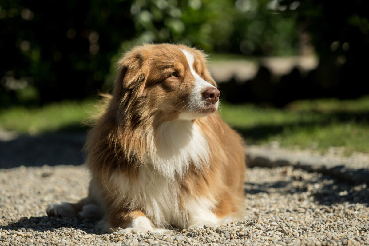 tek başına oturan köpek