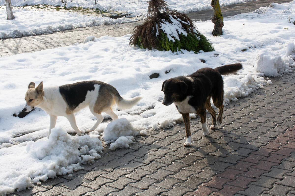 karda yürüyen iki ayrı sokak köpeği