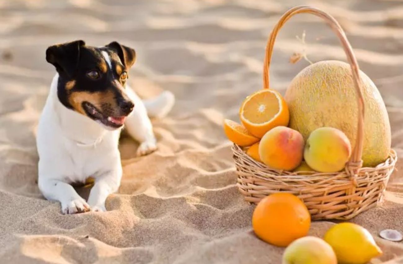 meyve sepetinin yanında oturan küçük ırk köpek
