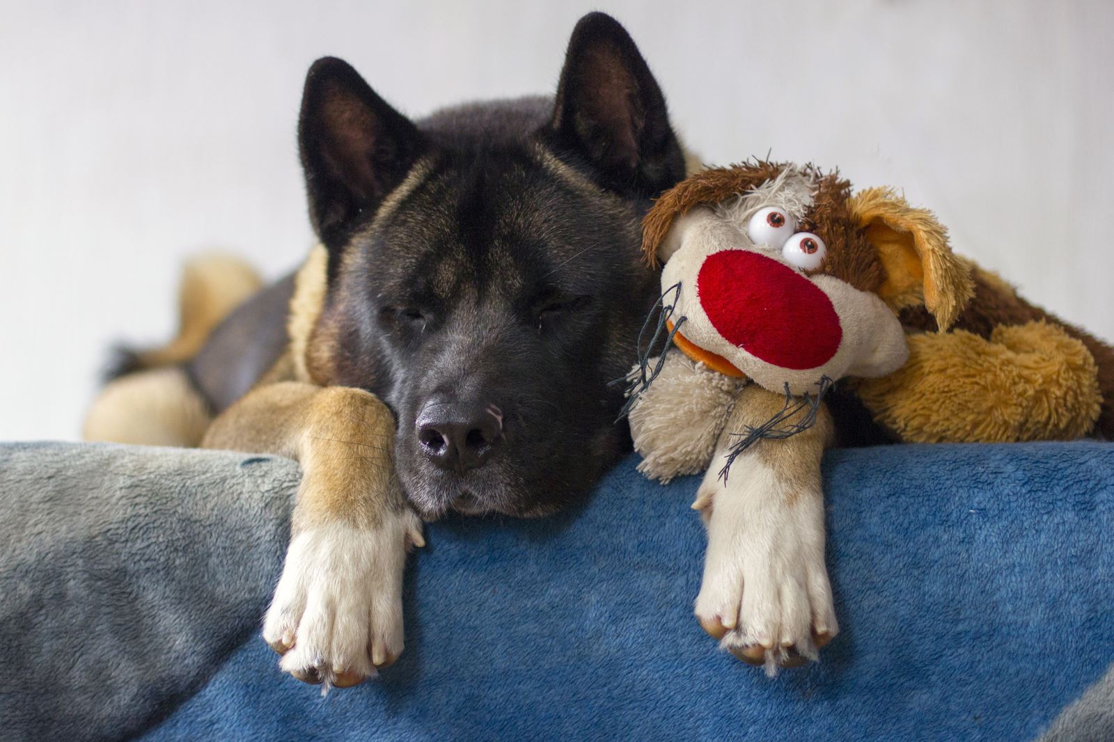 oyuncağı ile uyuyan köpek