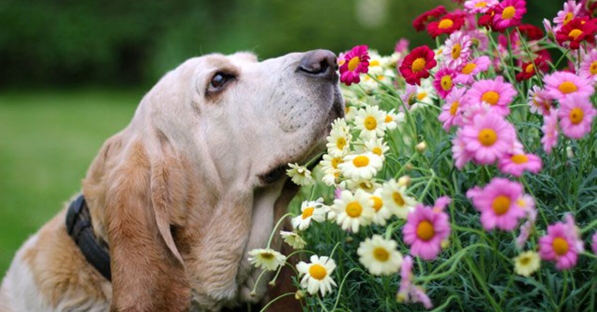 çiçekleri koklayan av köpeği