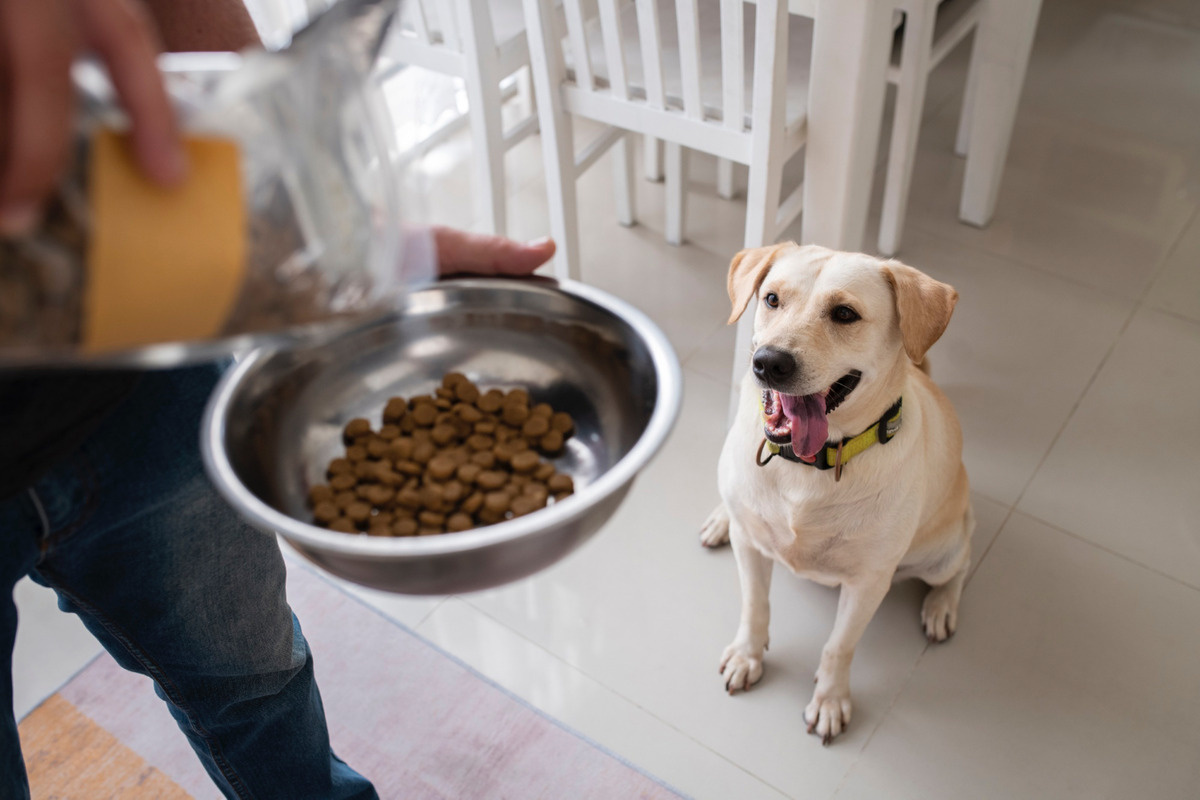 mama kabına mama dolduran sahibini heyecanla bekleyen köpek