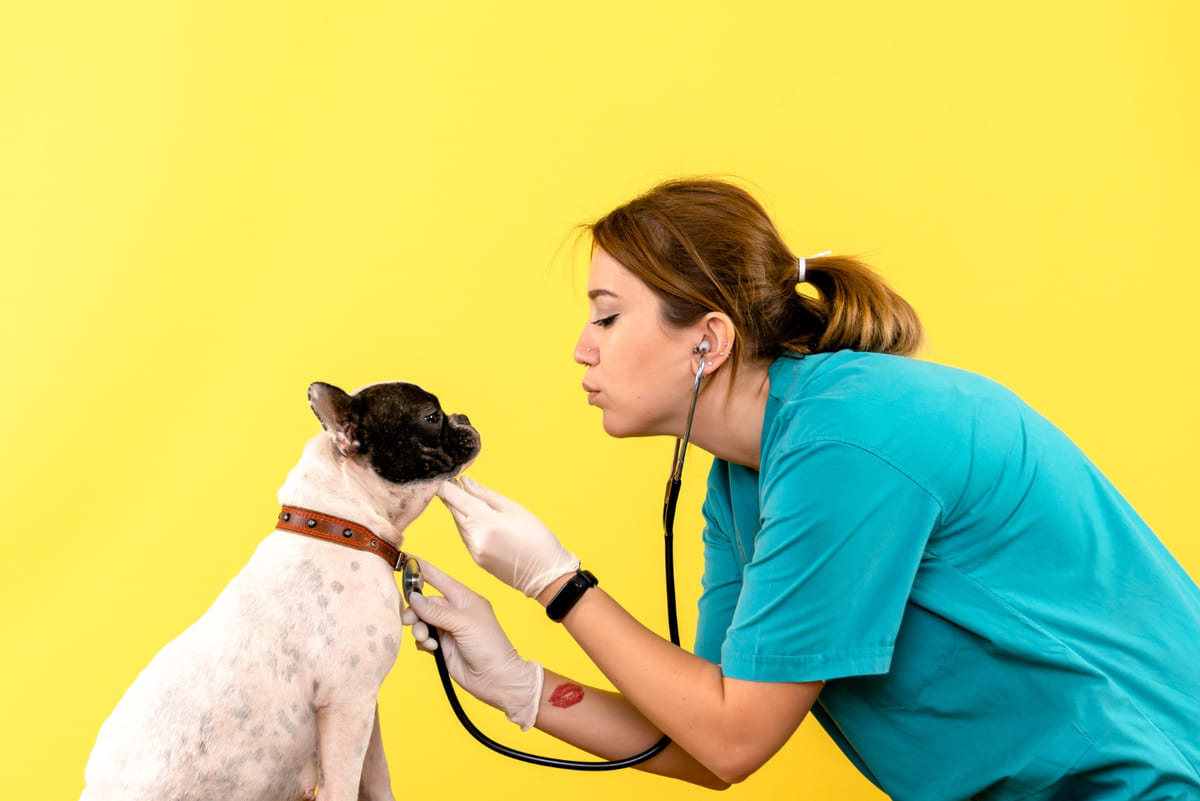 veteriner hekim tarafından sevilen köpek