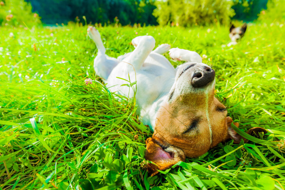 çimlerde sırt üstü yatan Jack Russel Terrier cinsi köpek