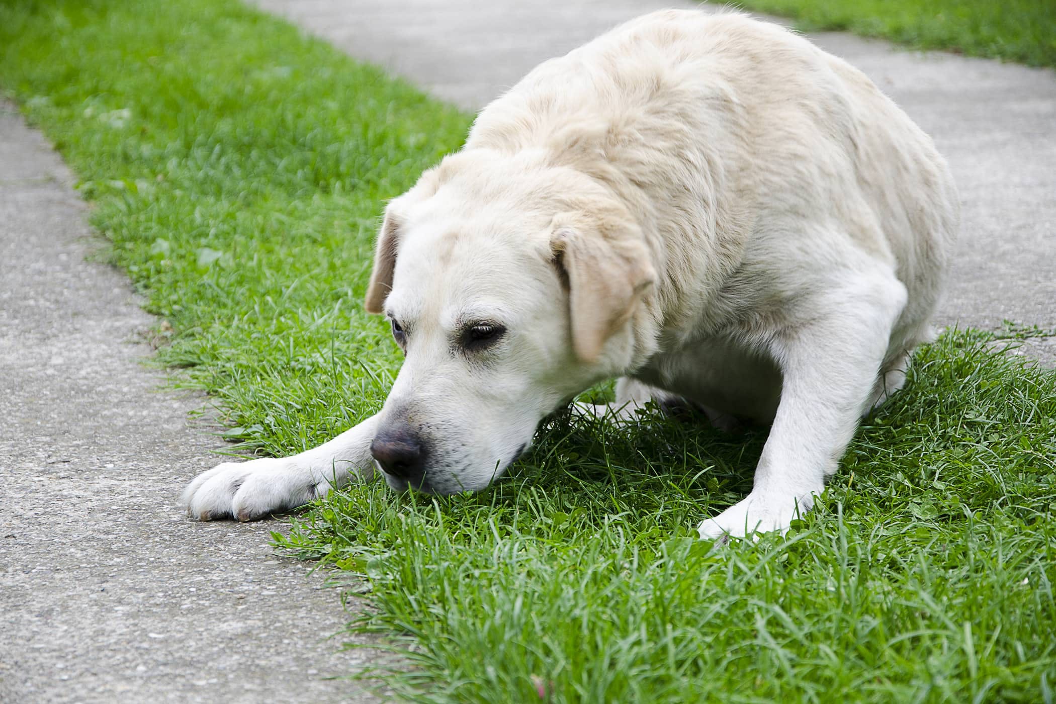 çim yemeye çalışan köpek