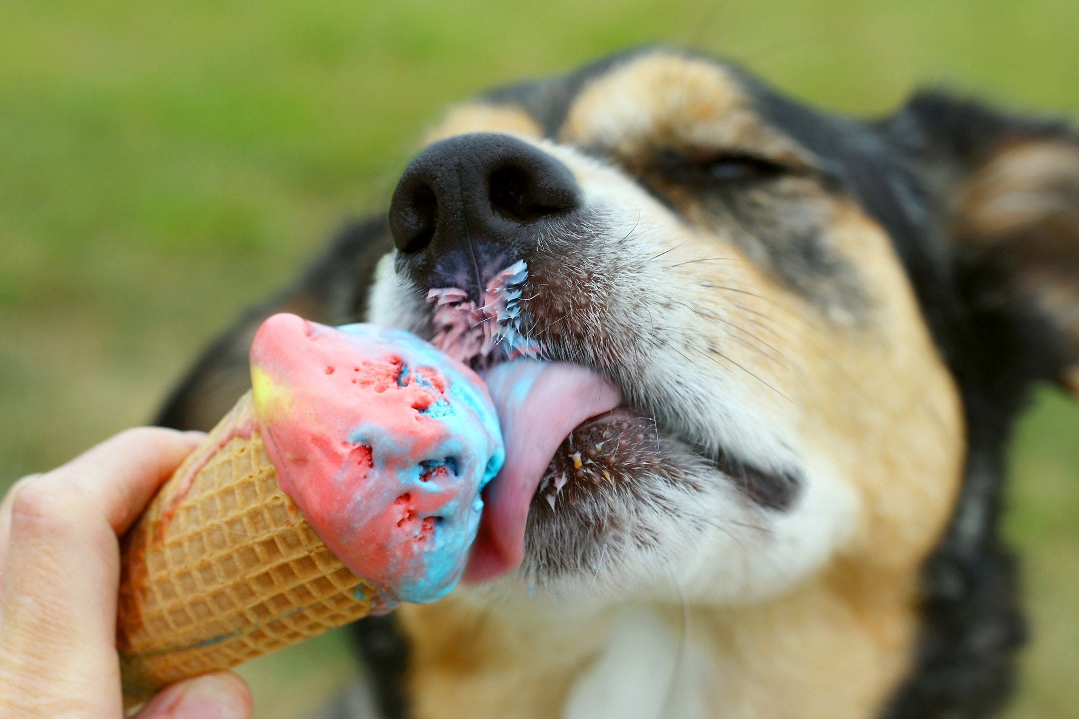 dondurma yalayan köpek