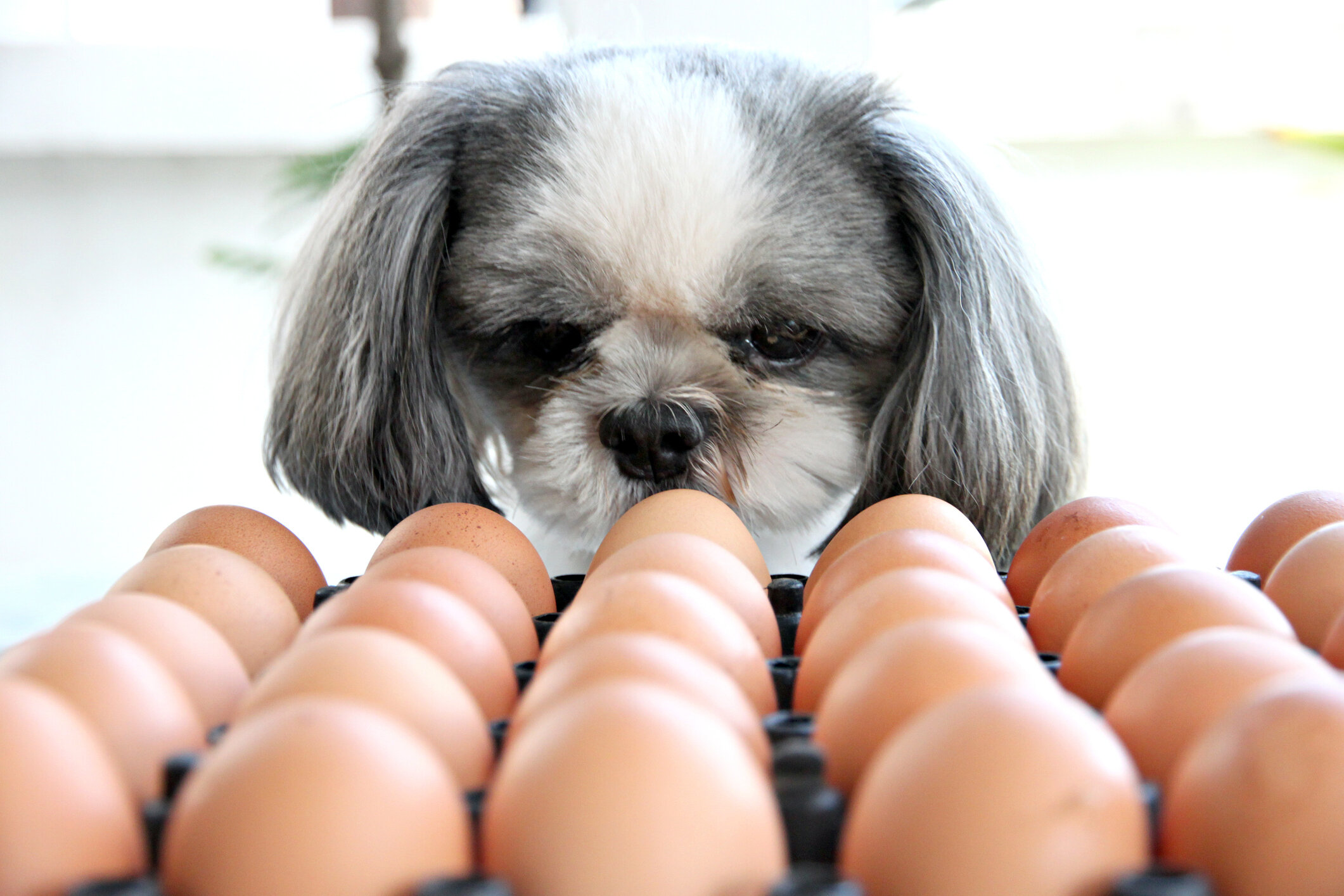 yumurtaların önünde duran küçük ırk köpek