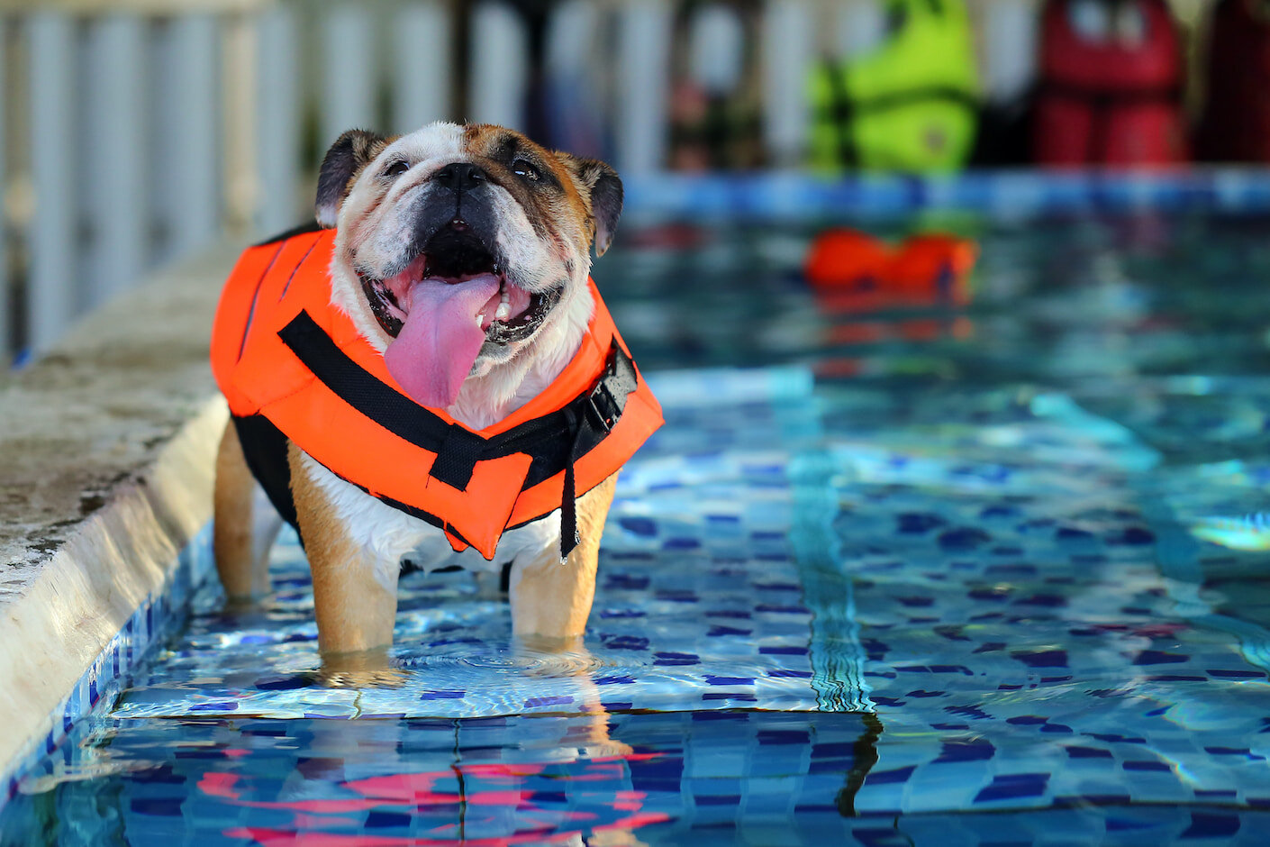 havuz kenarında can kurtaran yeleği ile duran köpek