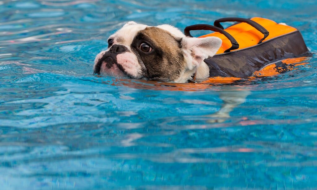 şişme yelekle yüzen köpek