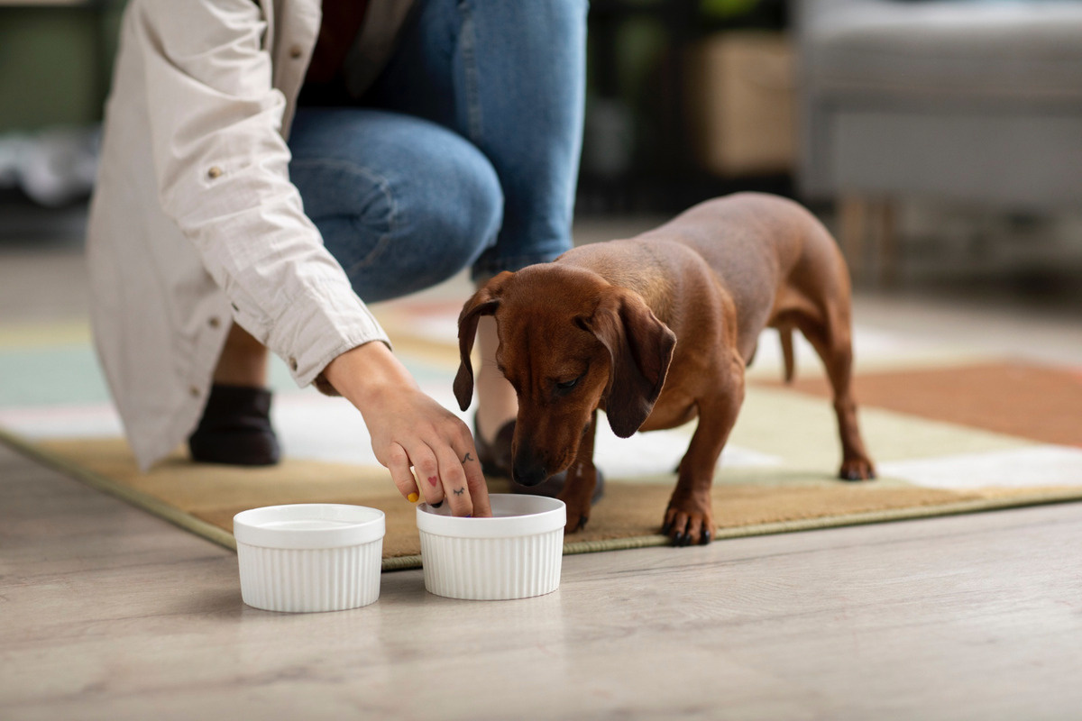 mama ve su kabına bakan koyu kahverengi tüylere sahip köpek