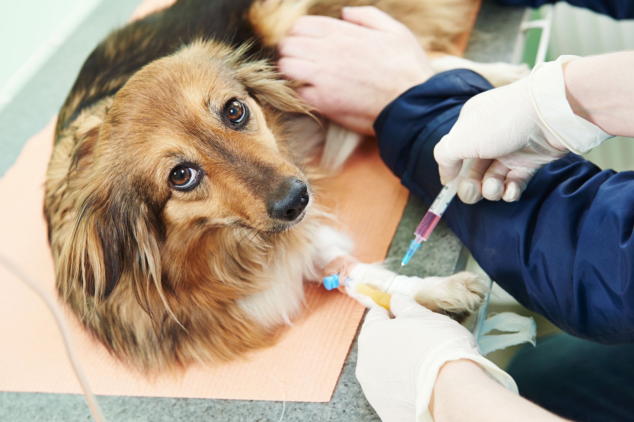 enjeksiyon yapılan köpek