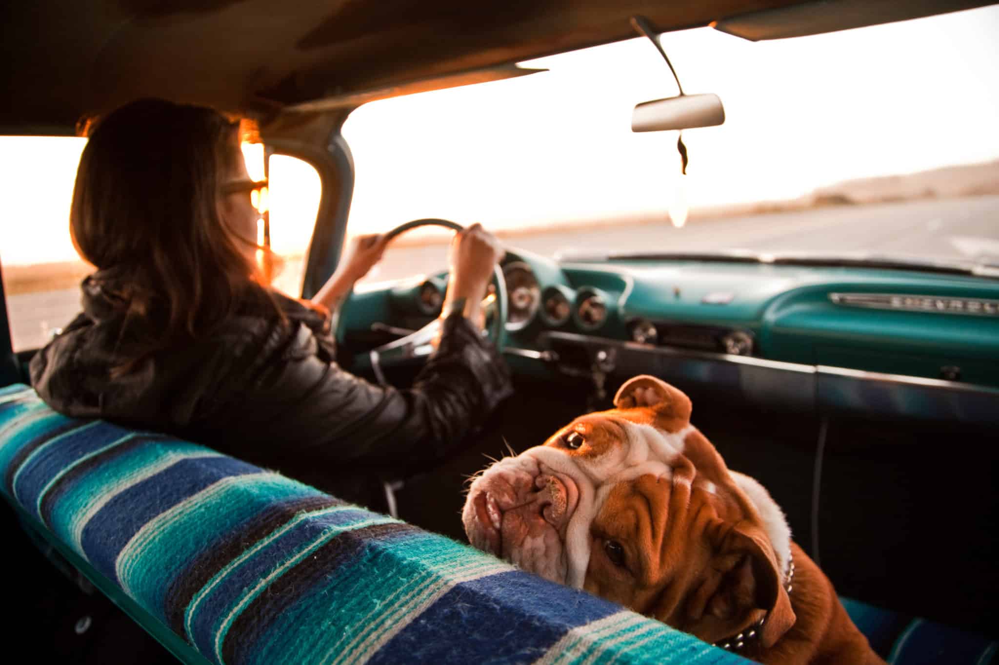 arabanın ön koltuğunda oturan arkaya bakan buldog cinsi köpek
