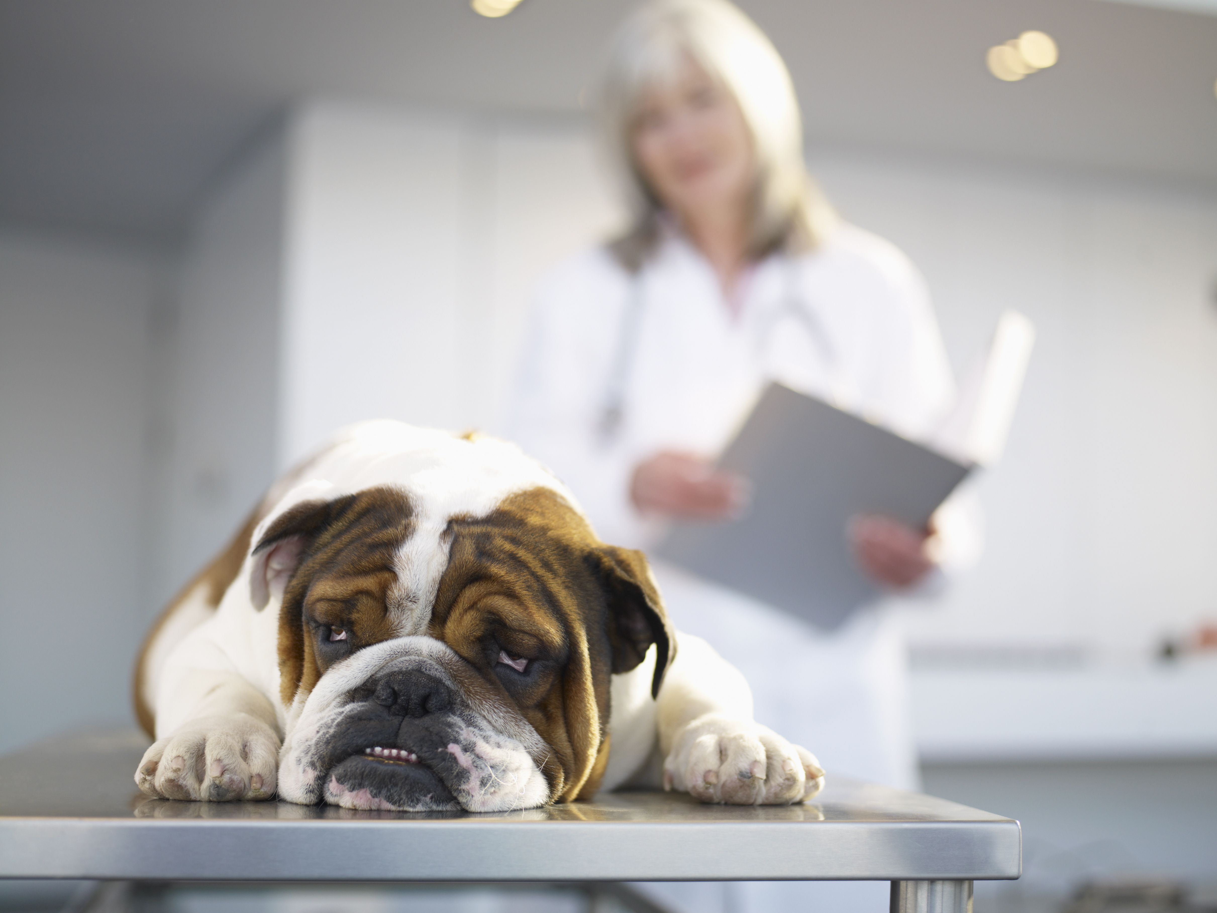 veteriner hekim kliniğinde tedavi masasında yatan köpek