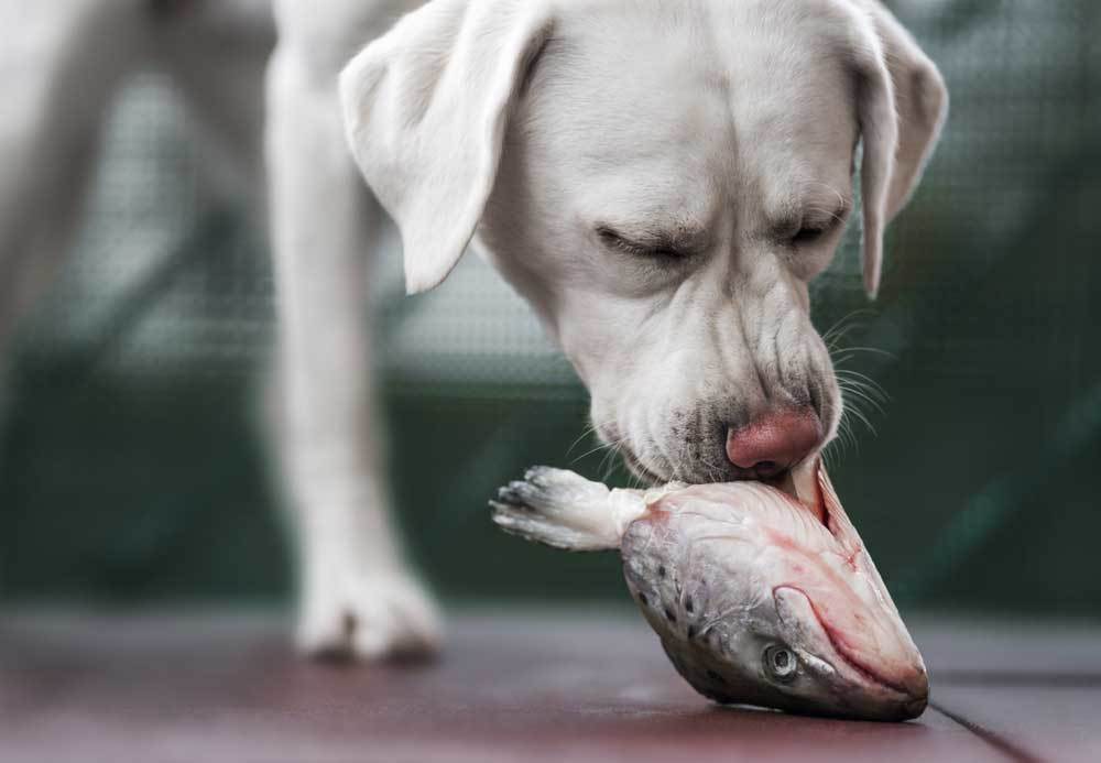 çiğ balık kafasını koklayan beyaz köpek