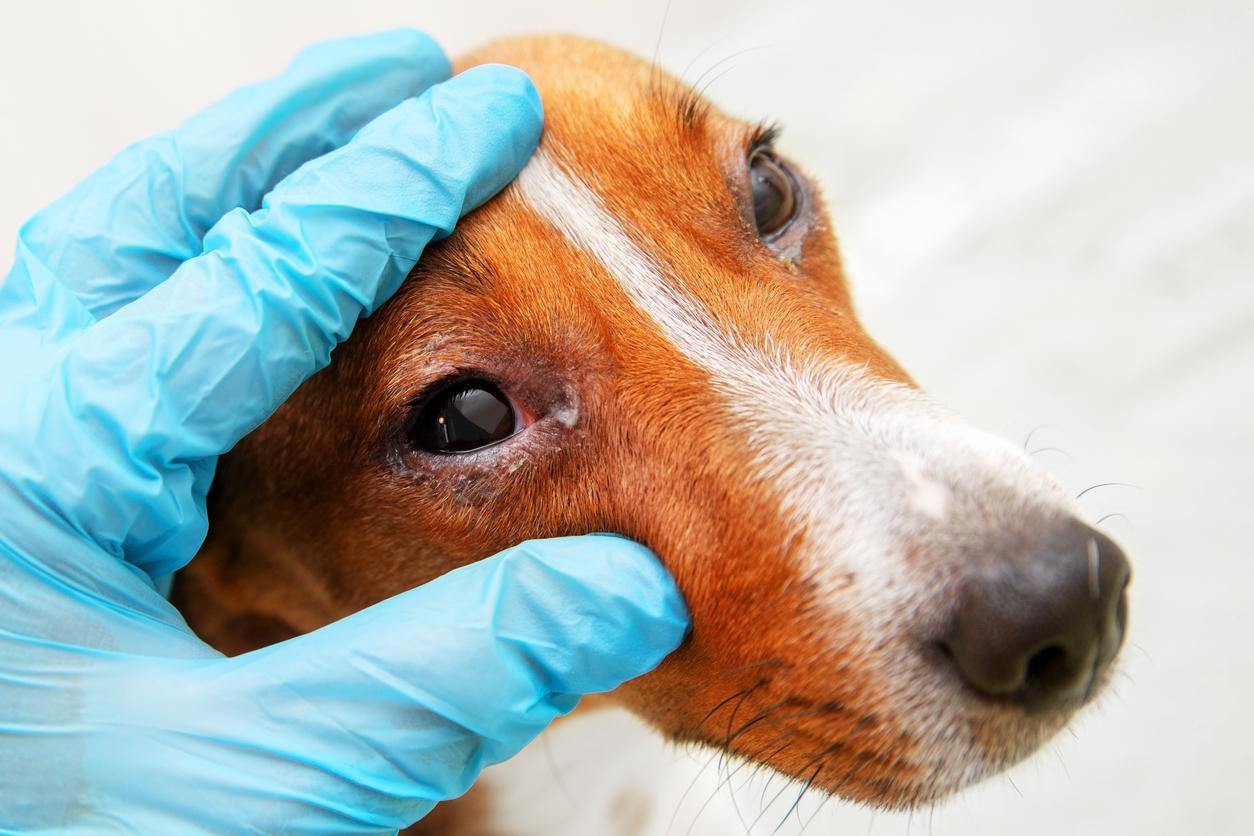 eye examination dog