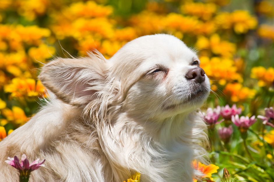dışarda çiçeklerin arasında zaman geçiren köpek