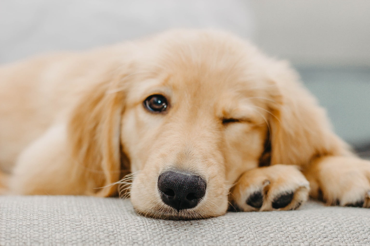 tek gözü kapalı yerde yatan köpek