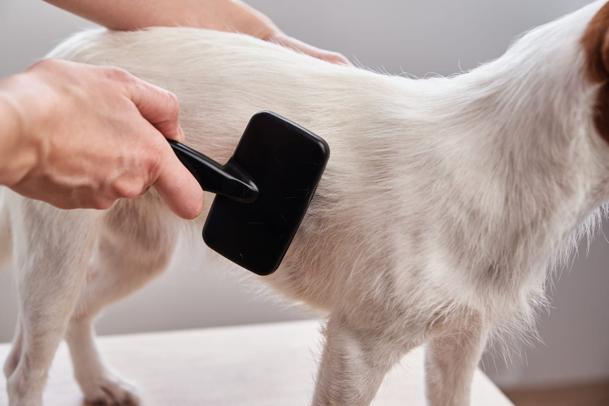 tüyleri taranan beyaz tüylü köpek
