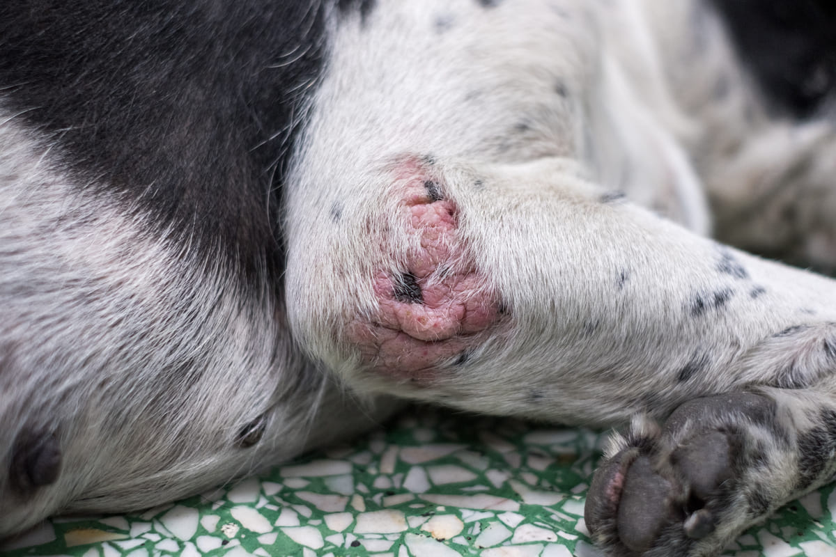 ön dirseğinde bölgesel tüy dökülmesi olan siyah ve beyaz tüylere sahip köpek