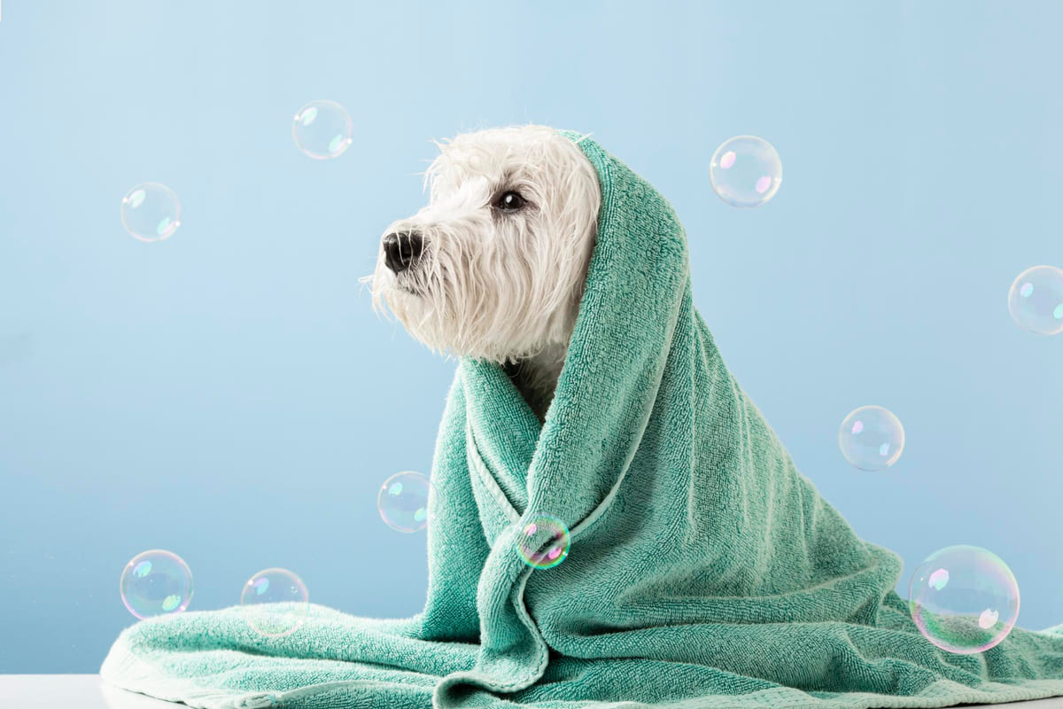 kurulama havlusuna sarılı yeni banyo yapmış beyaz tüylü köpek