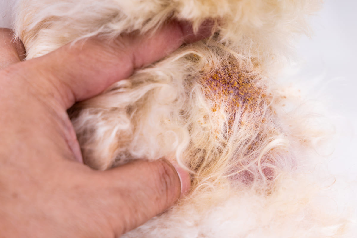 bölgesel tüy dökülmesi sorunu olan uzun tüylü köpek