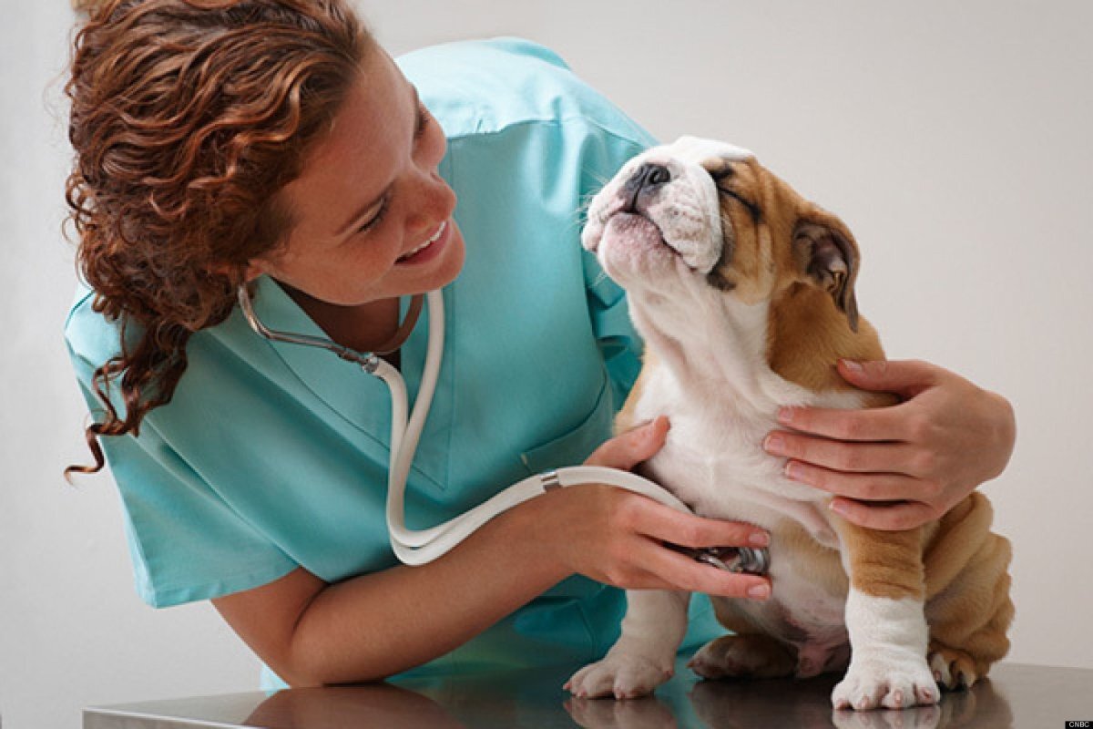 stetoskop ile ciğerleri dinlenen köpek