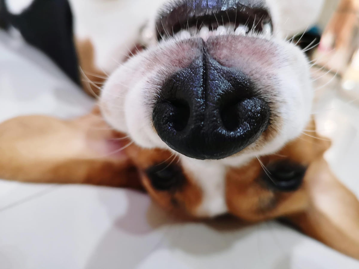 sırt üstü yerde yatan köpeğin burun görünümü